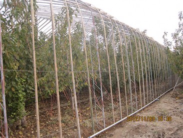 果樹大棚