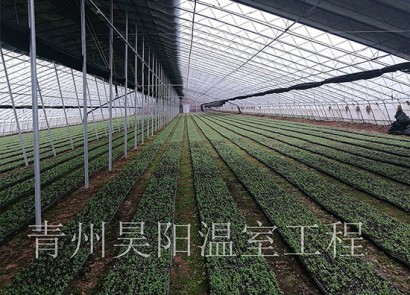 諸城浩天藥業甜葉菊基地