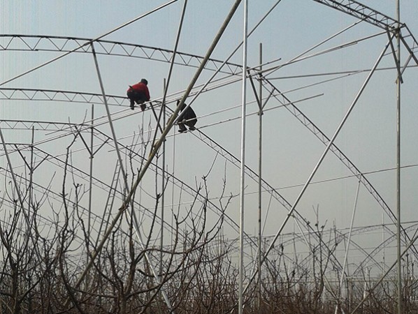 果樹大棚